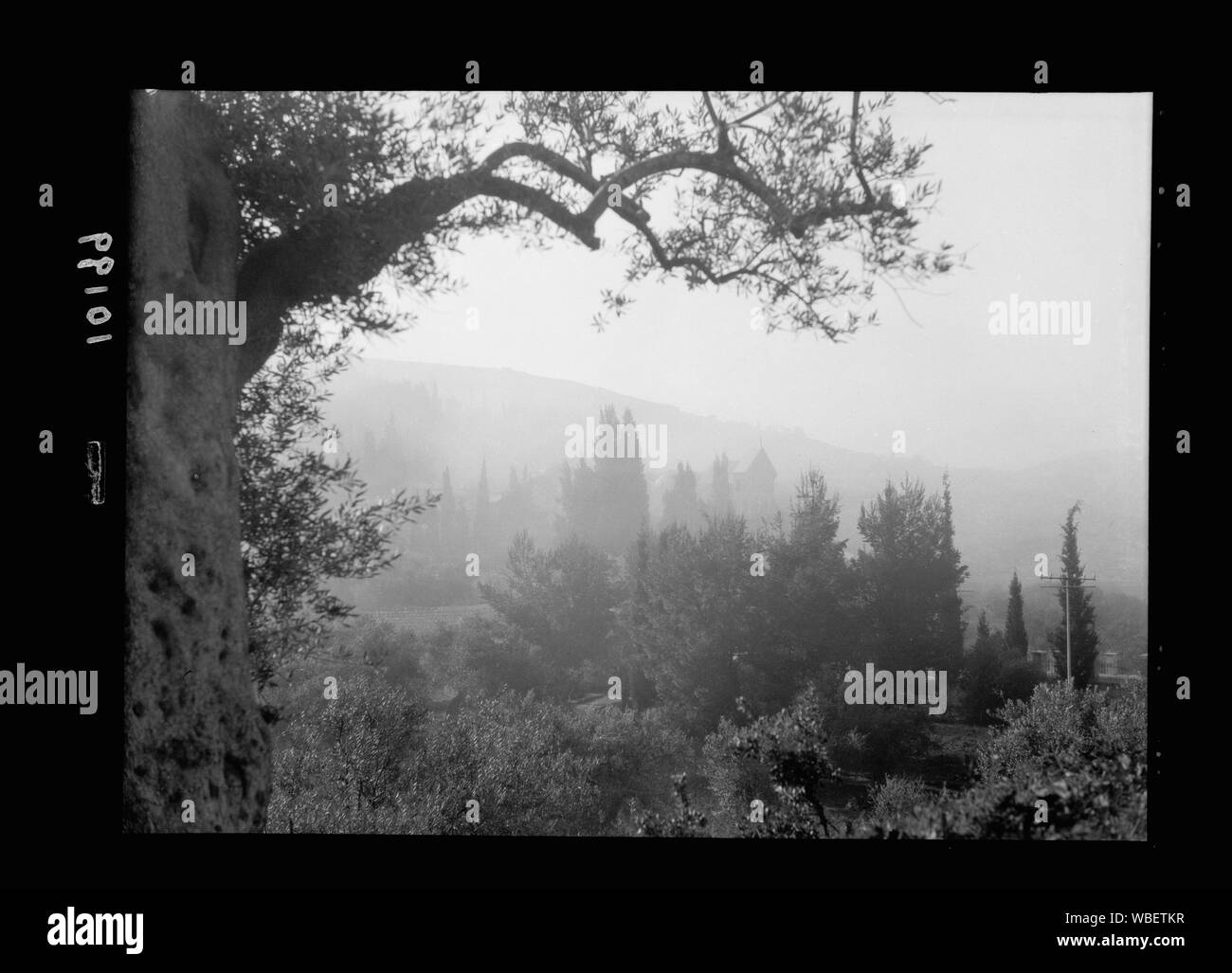 Garden of Gethsemane seen through fog from across the valley Abstract/medium: G. Eric and Edith Matson Photograph Collection Stock Photo