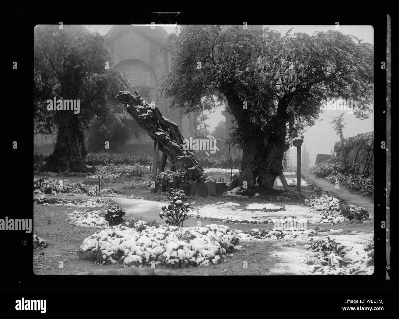Garden of Gethsemane in snow, taken Feb. 28, 1938 Abstract/medium: G. Eric and Edith Matson Photograph Collection Stock Photo