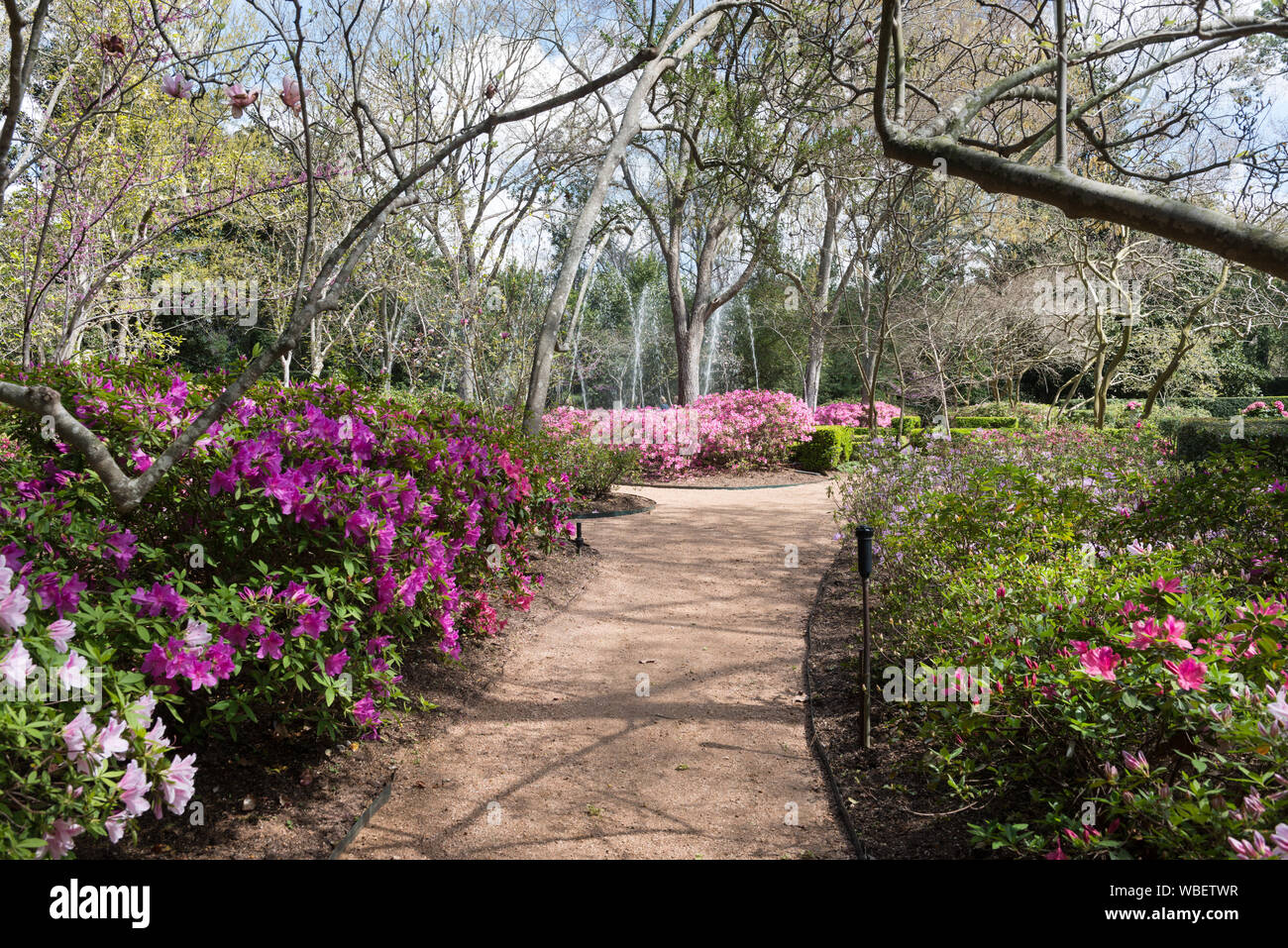 Garden path and blooming azaleas at the Bayou Bend Collection and