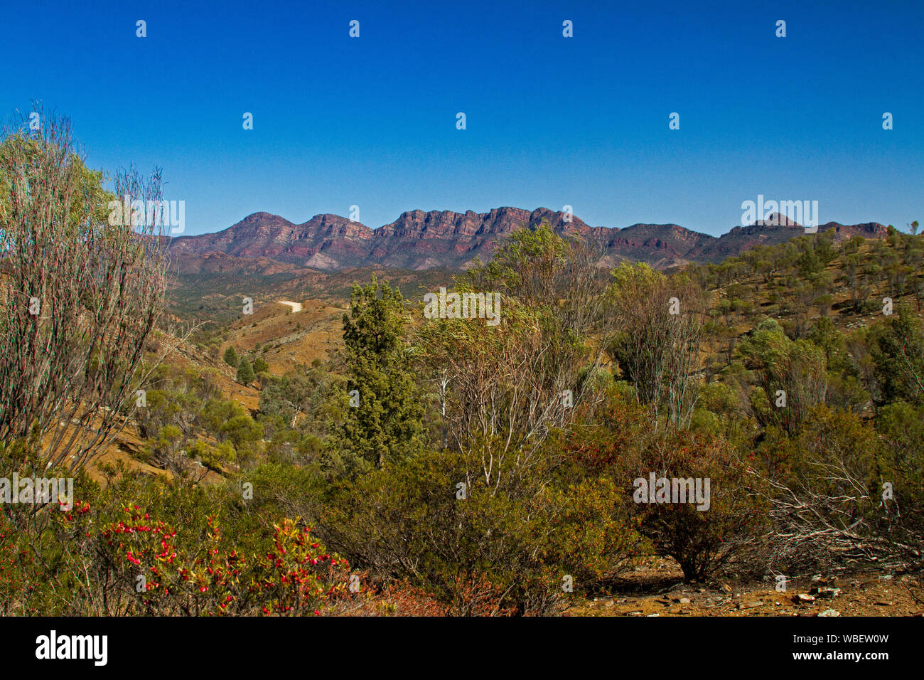 Flinders Ranges National Park with rugged red rocky ranges reaching up into blue sky and red wildflowers in foreground, South Australia Stock Photo