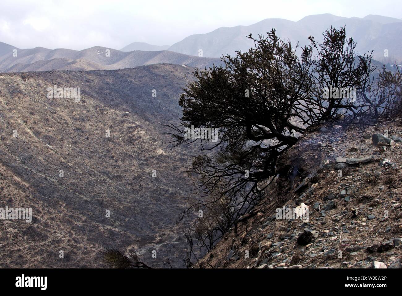 The charred remains of burned trees after a wild fire the Las Vegas,  province of Mendoza, Argentina Stock Photo - Alamy
