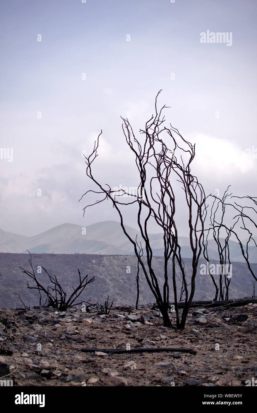 The charred remains of burned trees after a wild fire the Las Vegas, province of Mendoza, Argentina. Stock Photo