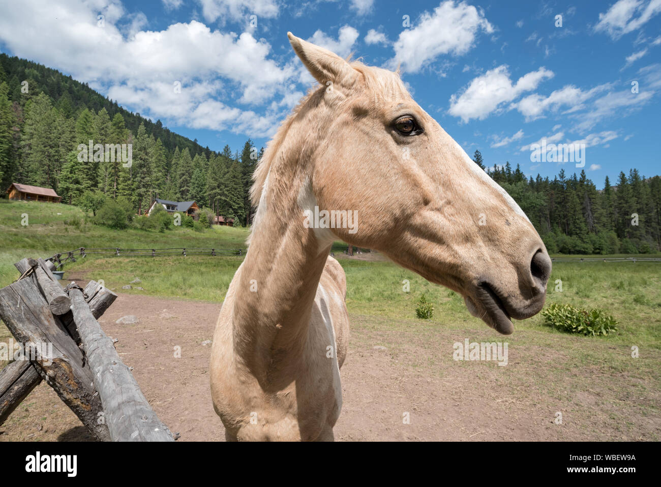 Horse at the Minam River Lodge in Oregon's Wallowa Mountains. Stock Photo