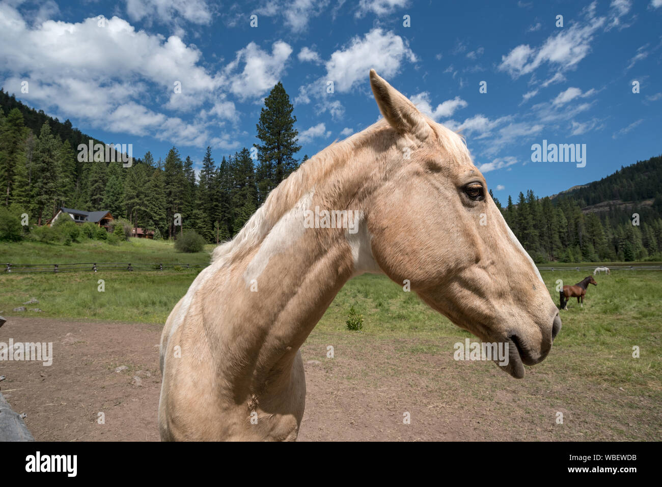 Horses at the Minam River Lodge in Oregon's Wallowa Mountains Stock Photo