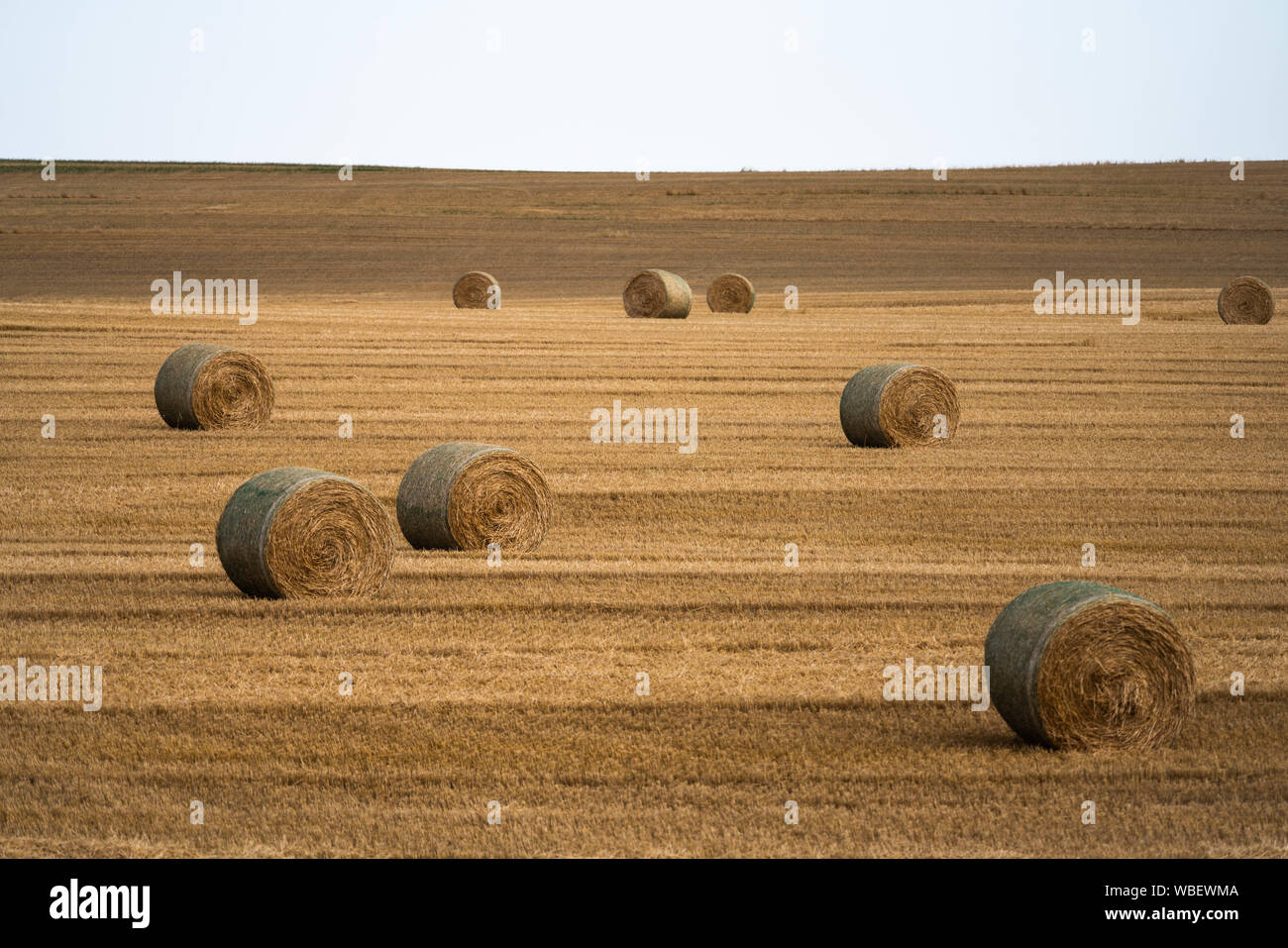 Hay bales in vast field with plain sky. Stock Photo
