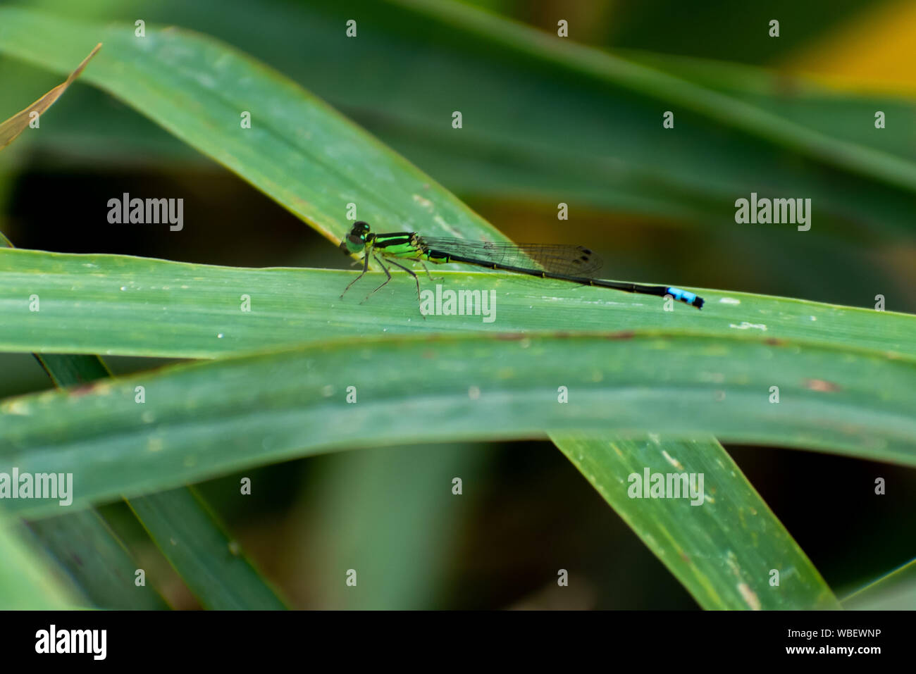 Green Damselfly on a blade of grass Stock Photo - Alamy