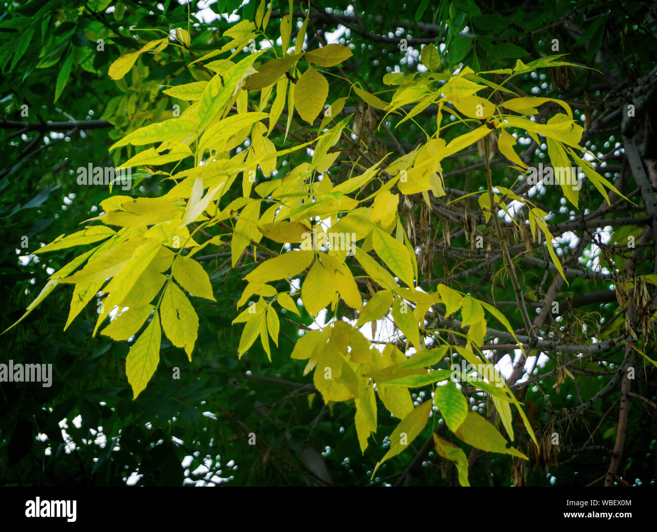 tree-calgary-alberta-canada-stock-photo-alamy