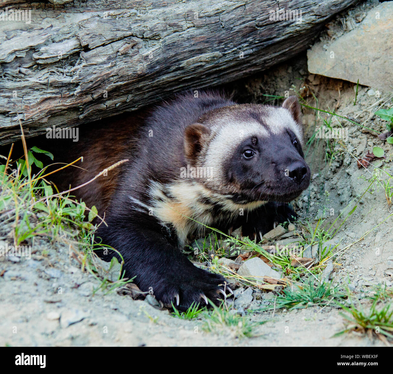 Wolverine Coming Out of Burrow at Kroschel Films Wildlife Center in