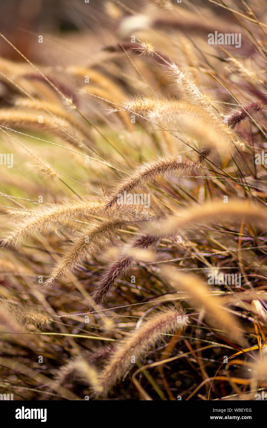 Closeup beautiful soft flowers of Pennisetum alopecuroides Stock Photo