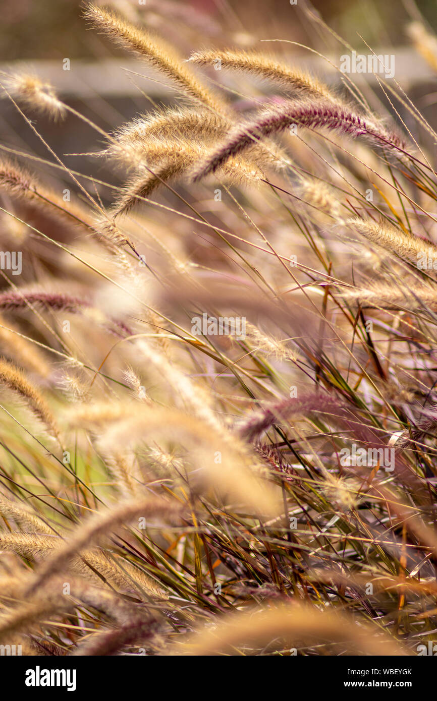 Closeup beautiful soft flowers of Pennisetum alopecuroides Stock Photo