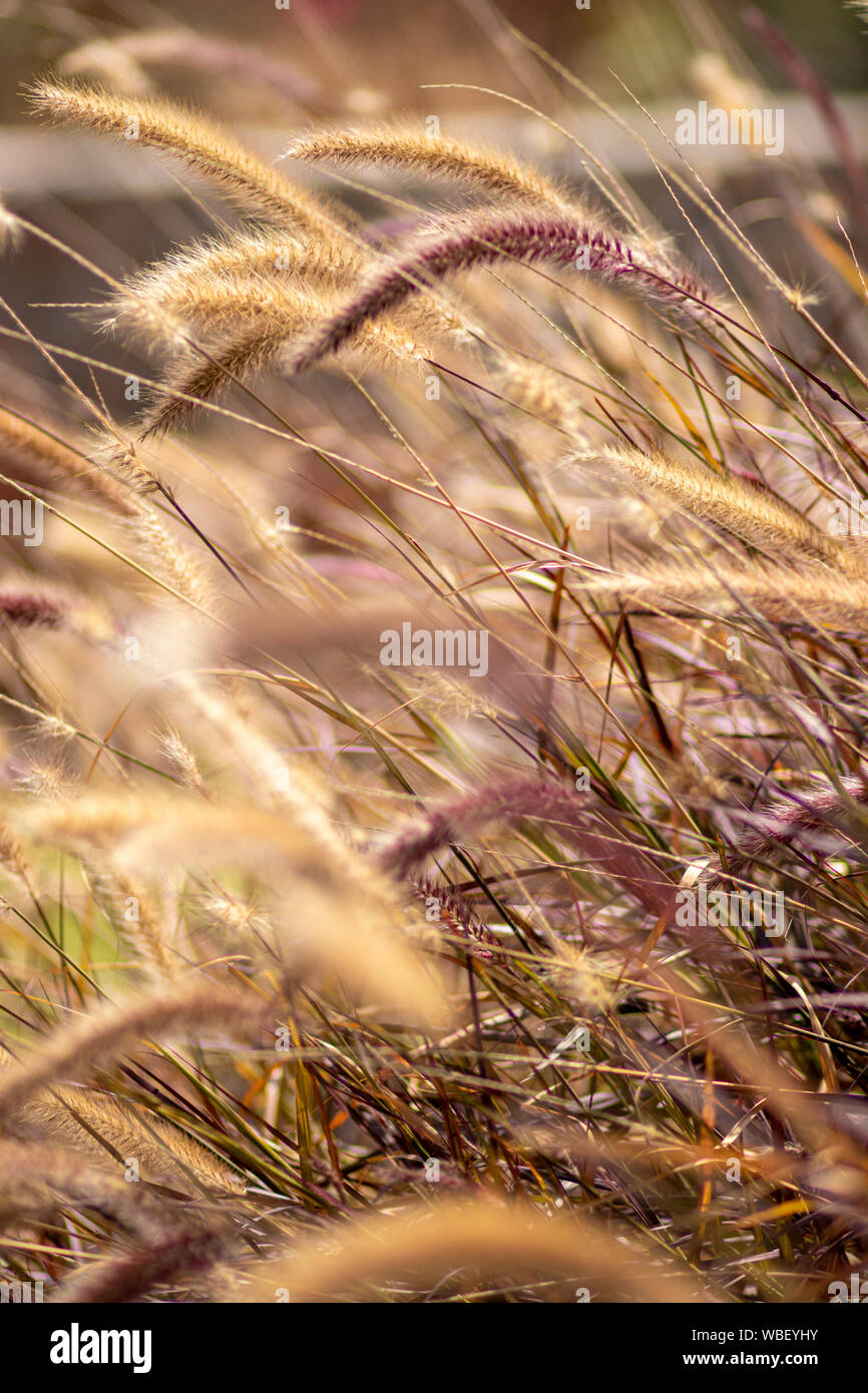 Closeup beautiful soft flowers of Pennisetum alopecuroides Stock Photo