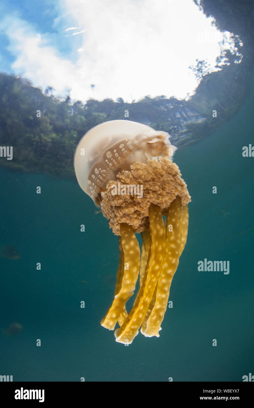 A beautiful Golden jellyfish, Mastigias papua, pulses under the sun in