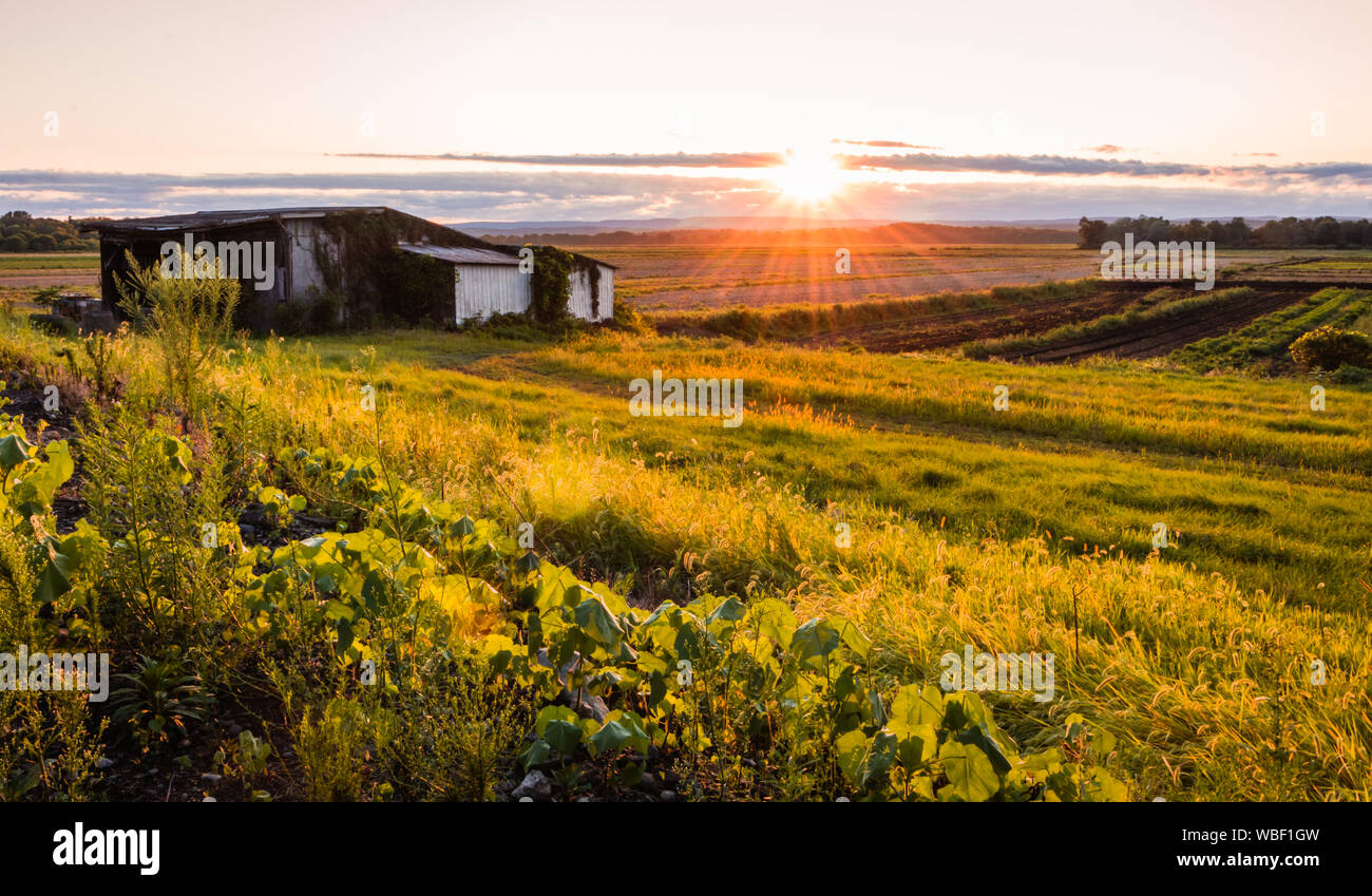 Warm summer sunset over a humble farm and shanty in the Black Dirt