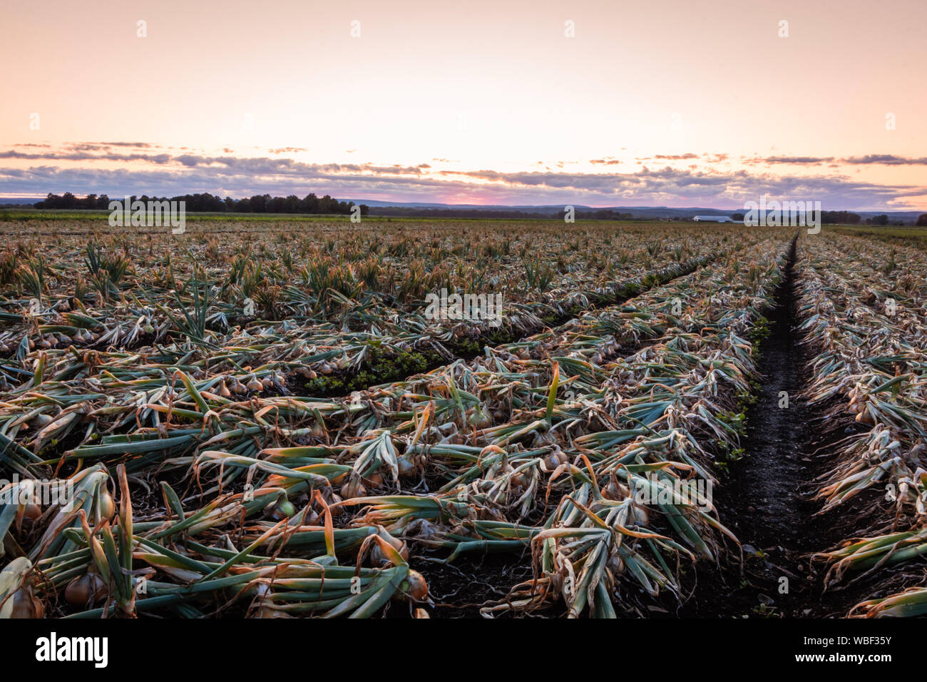Sweet Onions ready for harvest under late summer sunset in the Black