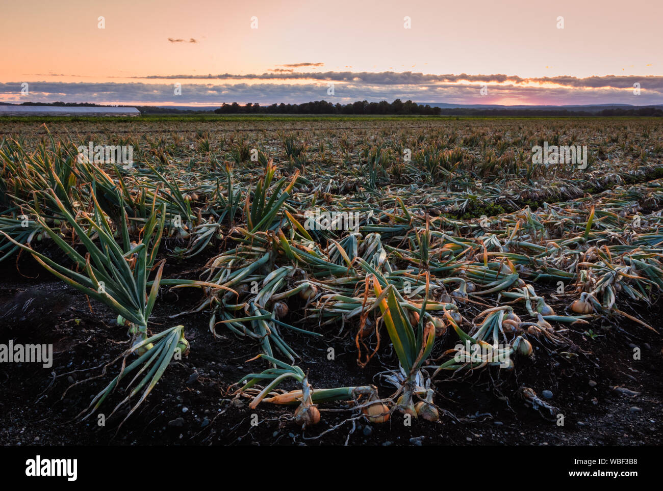 Sweet Onions ready for harvest under late summer sunset in the Black