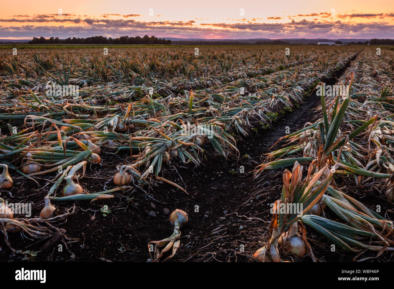 Sweet Onions ready for harvest under late summer sunset in the Black