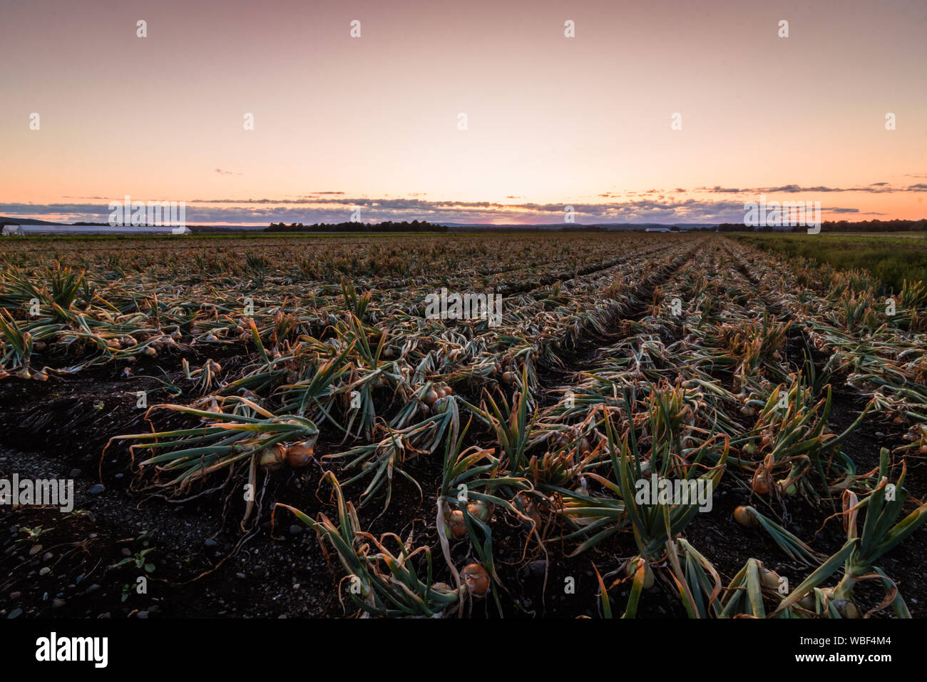 Sweet Onions ready for harvest under late summer sunset in the Black