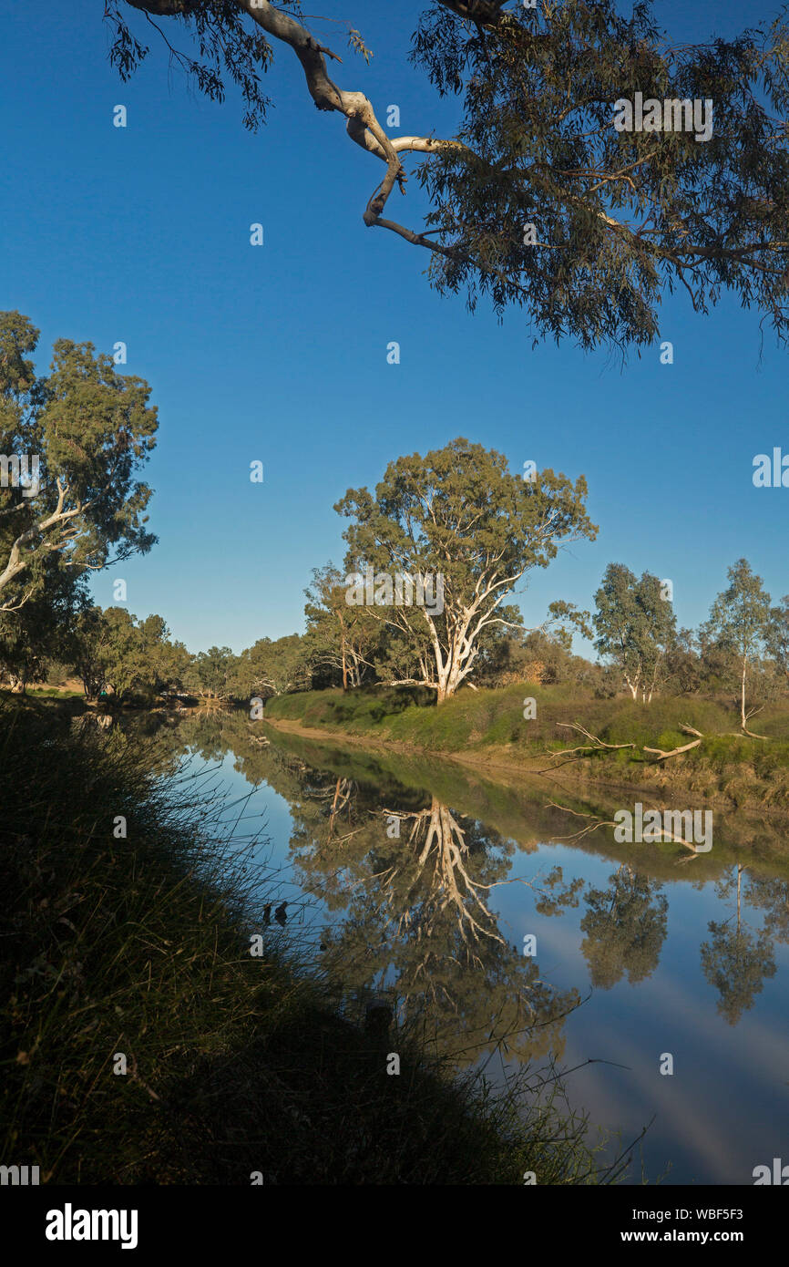 Cooper Creek with tall eucalyptus trees, emerald vegetation and blue