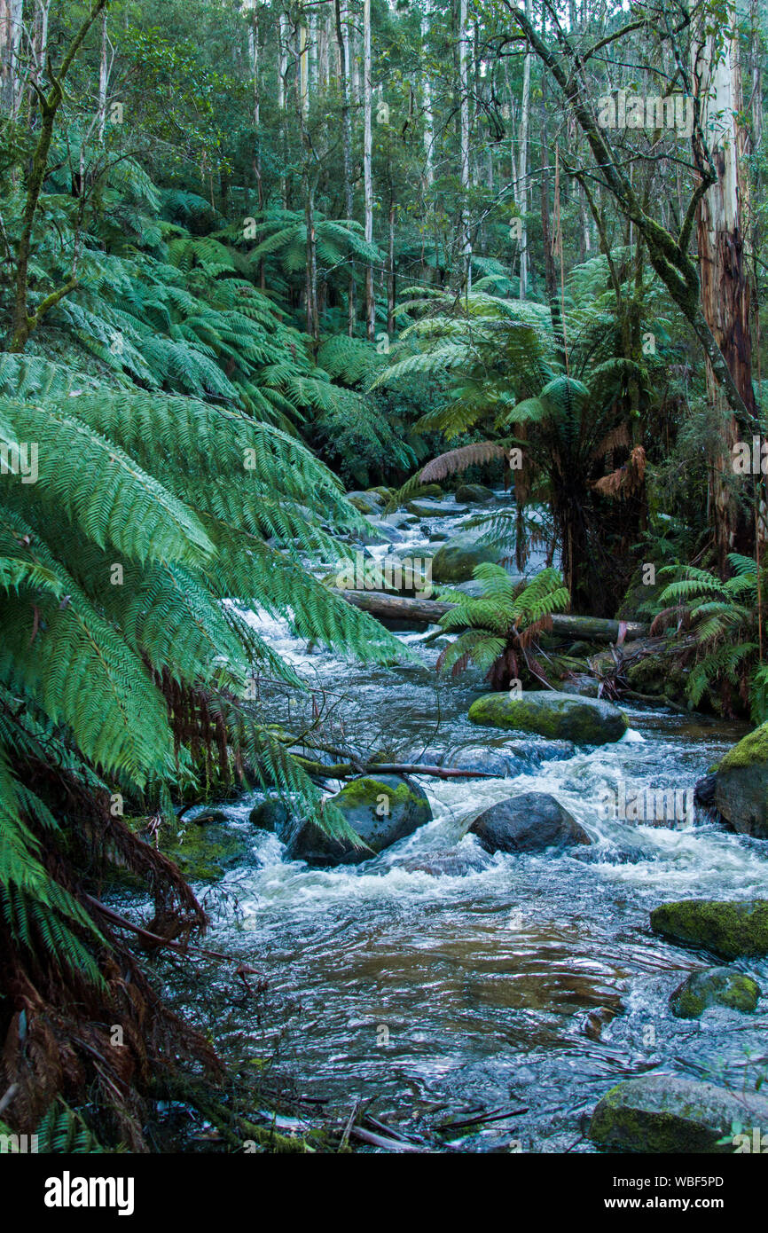 Forest of eucalyptus trees with undergrowth of tree ferns with vivid green foliage and fast flowing stream splashing over mossy rocks in Australia Stock Photo