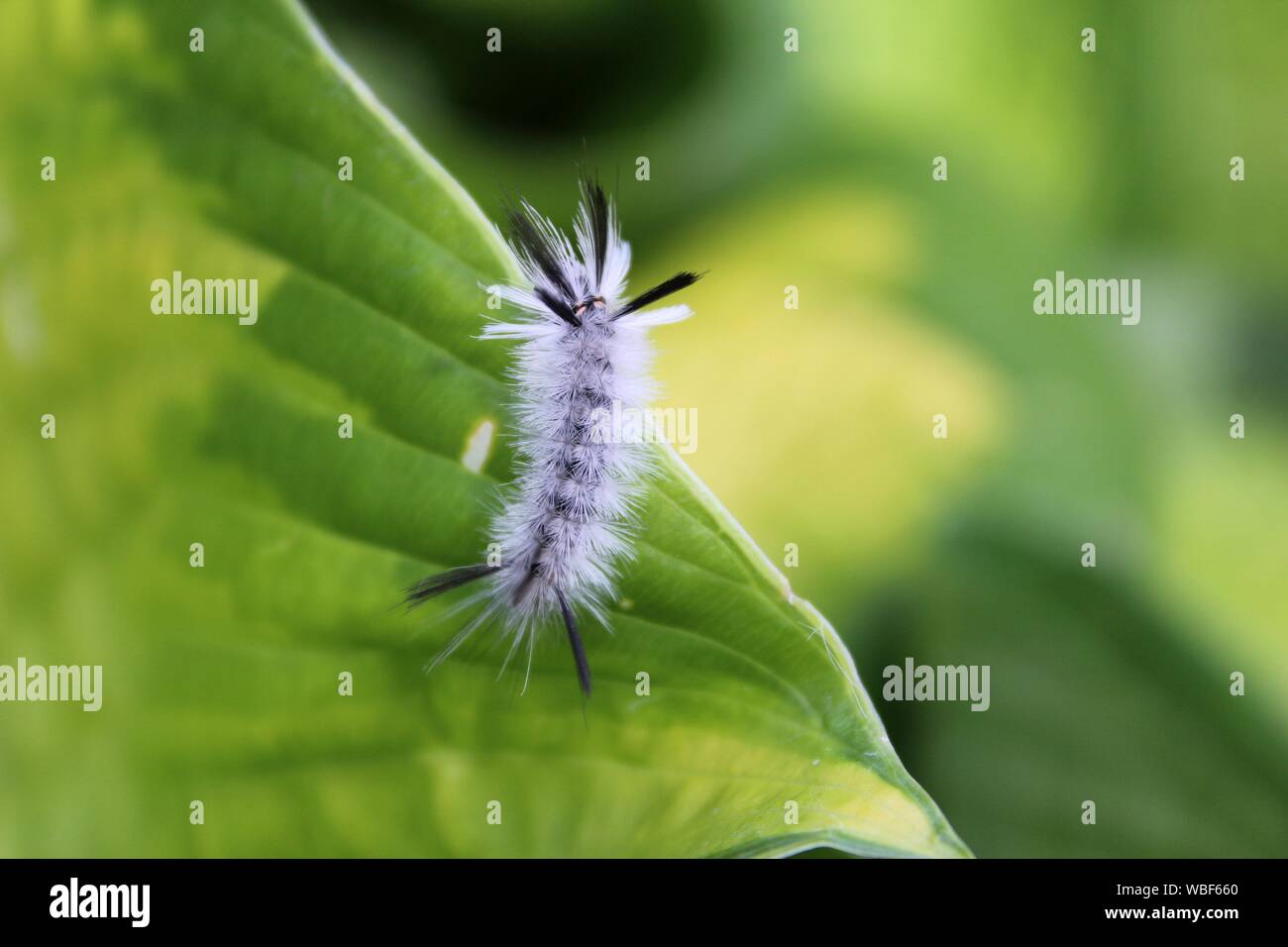 A White Hickory Tussock Moth Caterpillar On A Hosta Leaf Stock Photo