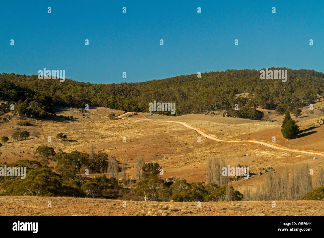 Australian rural landscape with track slicing across brown bare grazing lands on rolling hills capped with forests under blue sky during drought,  NSW Stock Photo