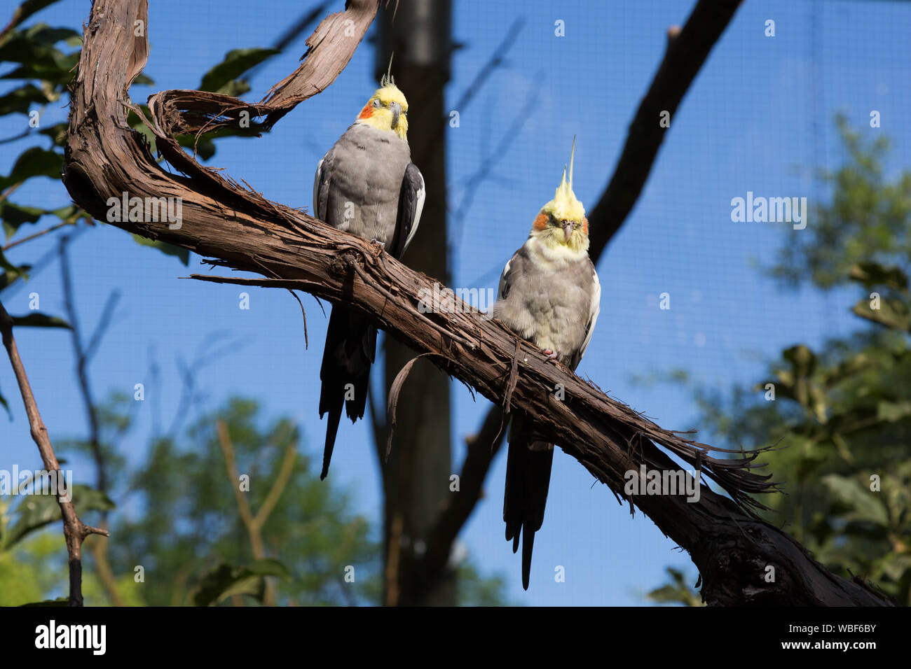 A pair of captive cockatiels perch inside the aviary in the Australian Adventure at the Fort Wayne Children's Zoo in Fort Wayne, Indiana, USA. Stock Photo