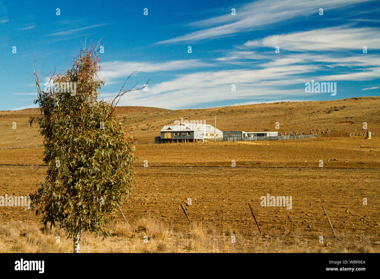 Australian rural landscape with shearing shed and stock yards on barren ground devoid of grass and under blue sky during drought in NSW Stock Photo