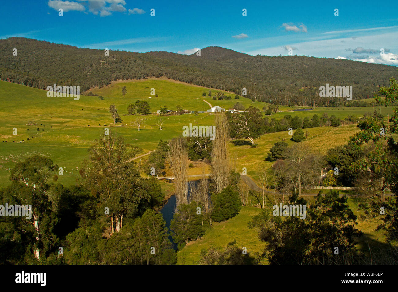 Rural landscape and farm among rolling green hills and beside stream with forested peaks of ranges rising into blue sky in Victoria Australia Stock Photo