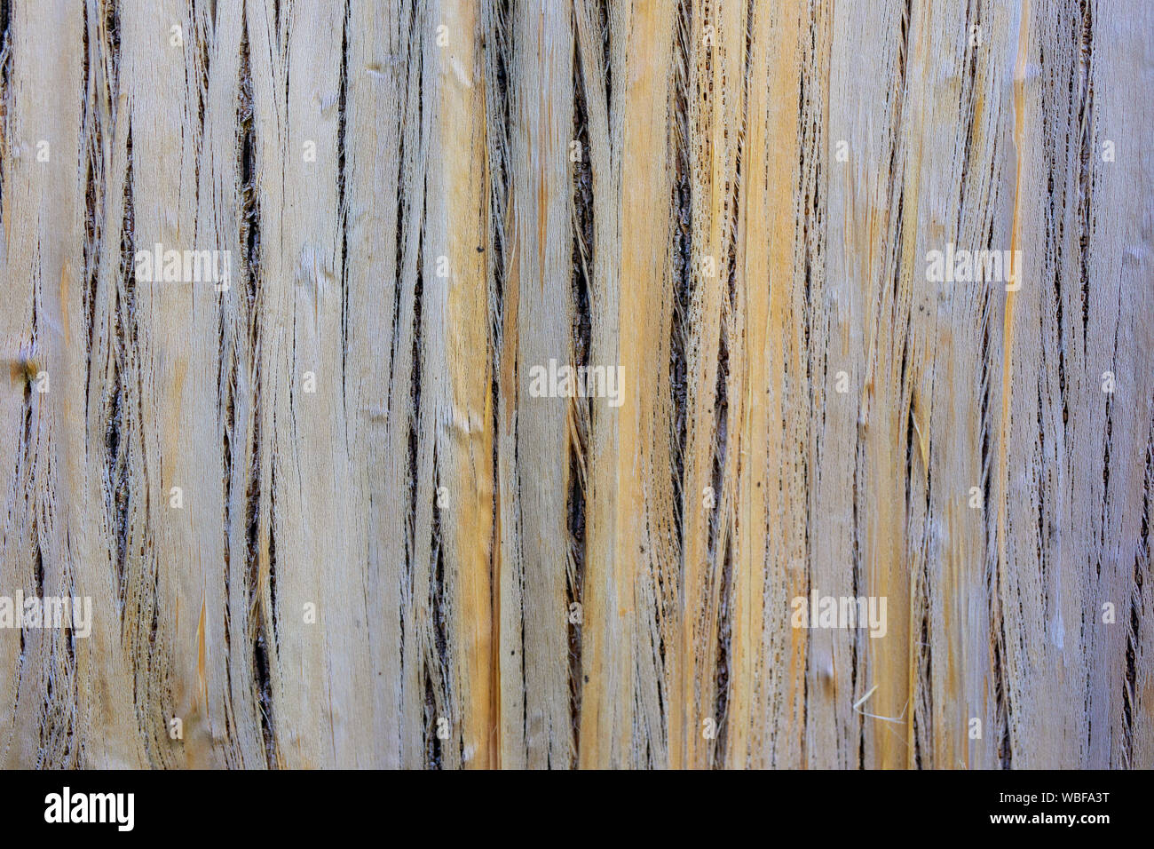 Backdrop texture of chopped or chipped wood cut, crack, break. cracked wooden structure background Stock Photo