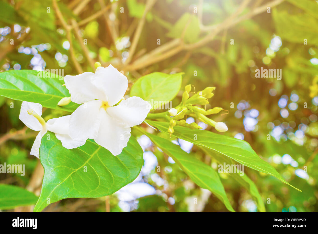 Cosmetic Bark Tree or Inda, Orange Jessamine, Satin-wood, white flower beautiful, selective focus (Scientific name Wrightia antidysenterica R. Br.) Stock Photo