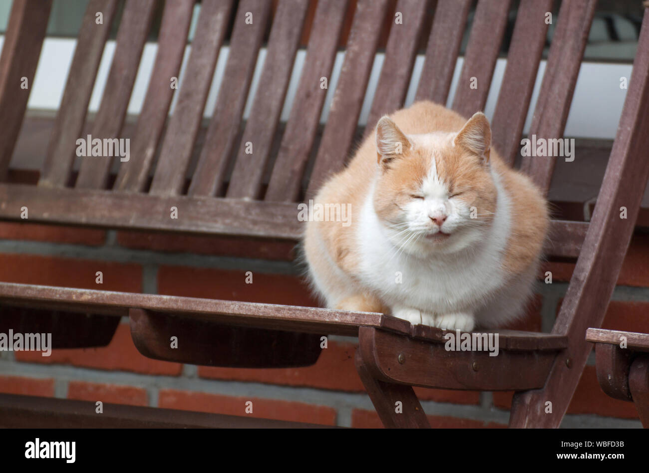 Cat Dozing On Wooden Bench Stock Photo