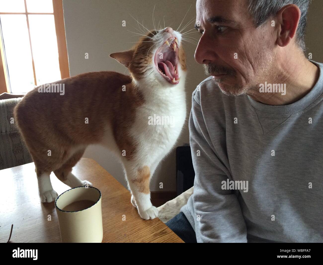 Angry Man Looking At Cat Yawning On Table Stock Photo - Alamy