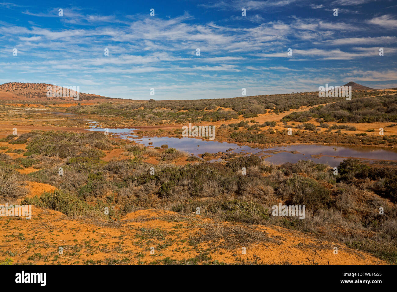 Outback landscape with red soil covered in saltbush & blue sky reflected in water of Willochra Creek  in Flinders Ranges region South Australia Stock Photo