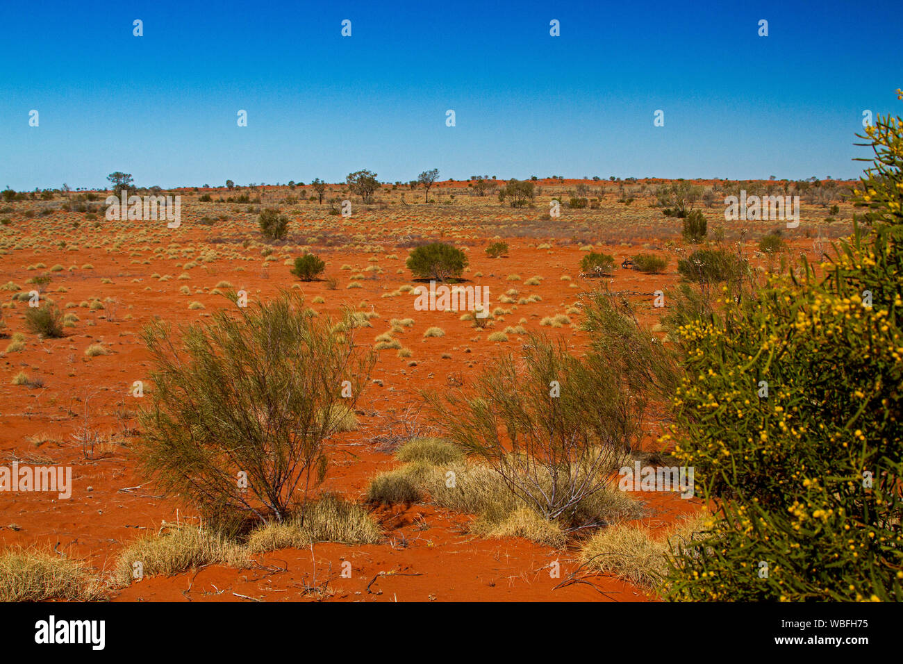 Australian outback landscape with clumps of dry spinifex grass and low shrubs on red sandy soil under blue sky in western Queensland Stock Photo