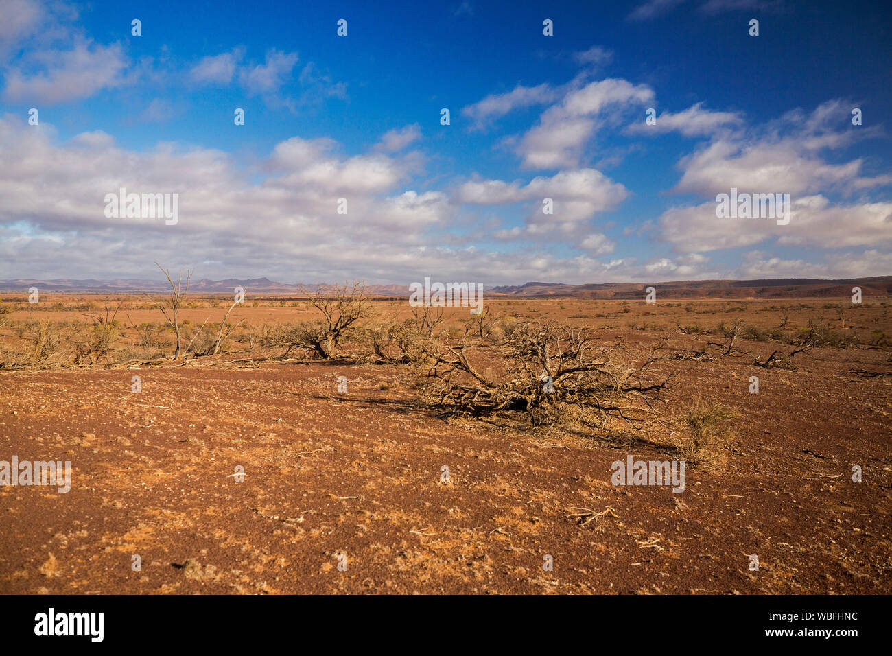 Arid Australian outback landscape with barren red soil of plains, remains of dead trees during drought, and Flinders Ranges in distance under blue sky Stock Photo