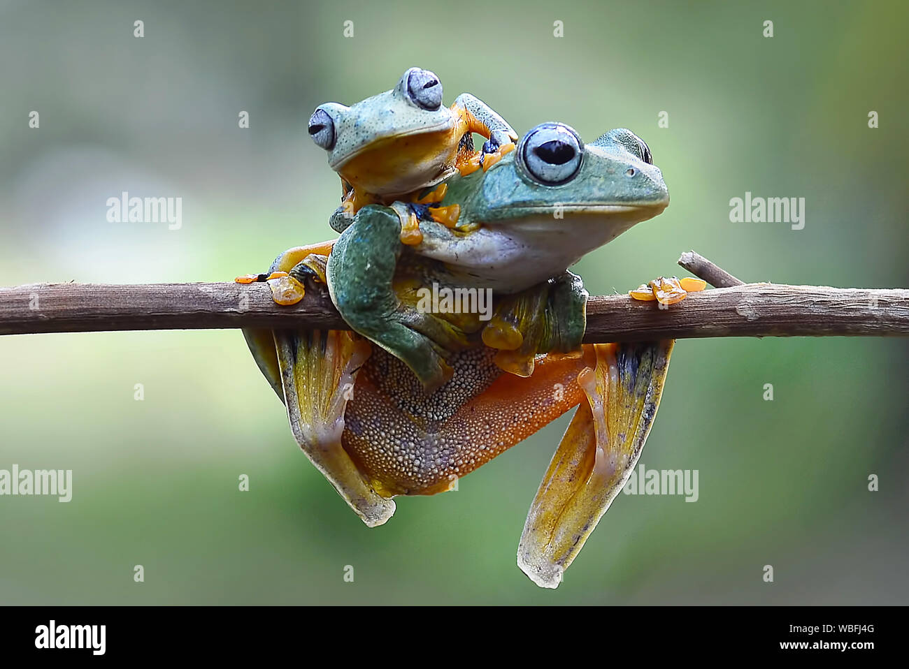 Close-up Of Frogs On Plant Stem Stock Photo