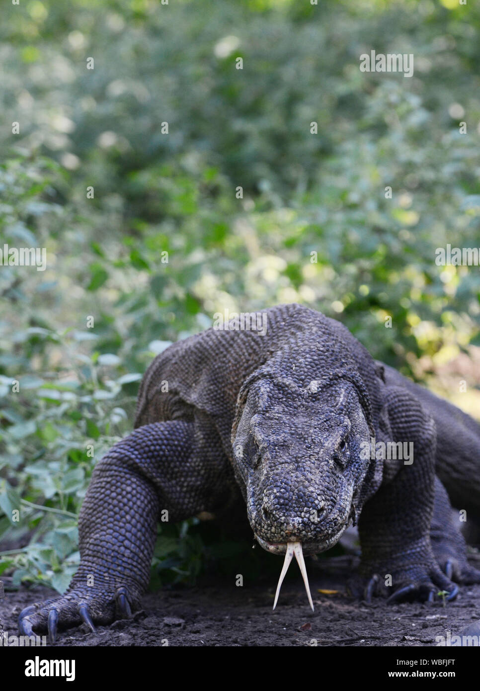 A Komodo dragon in Komodo island, Indonesia. Stock Photo