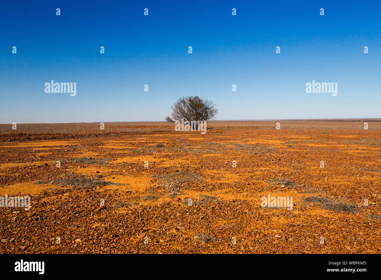 Solitary tree on vast red stony barren plains that stretch to distant horizon under blue sky in outback Queensland during drought Stock Photo