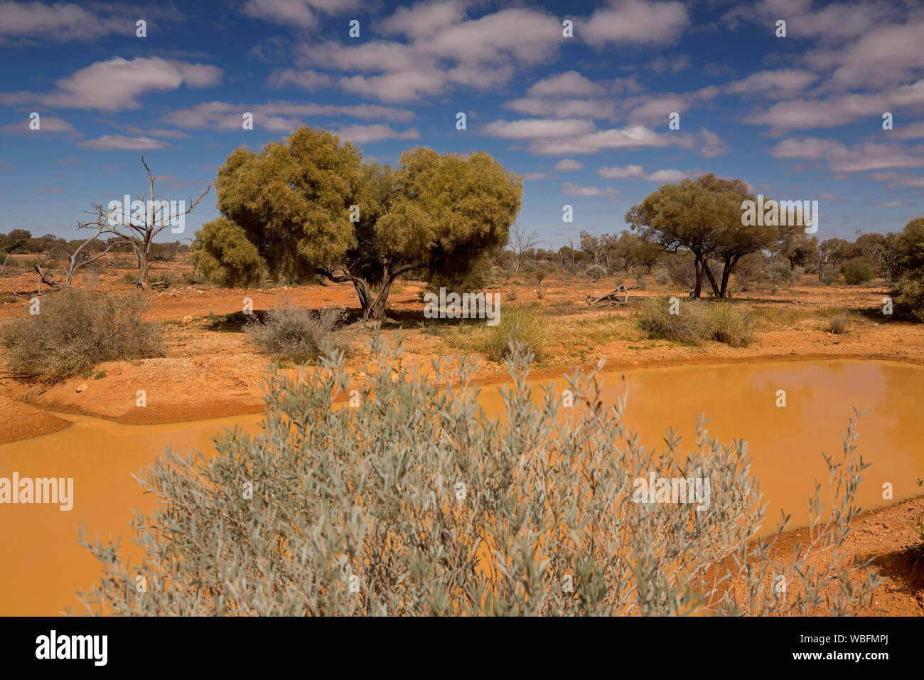Australian outback landscape of red plains with muddy waterhole hemmed by resilient low vegetation under blue sky Stock Photo