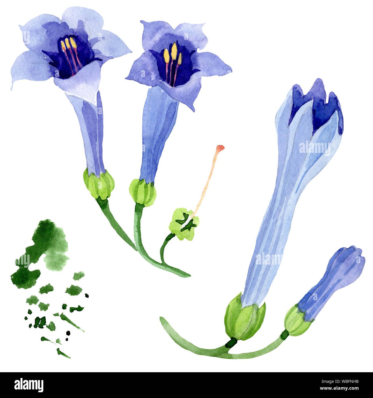 Blue brugmansia floral botanical flowers. Watercolor background set