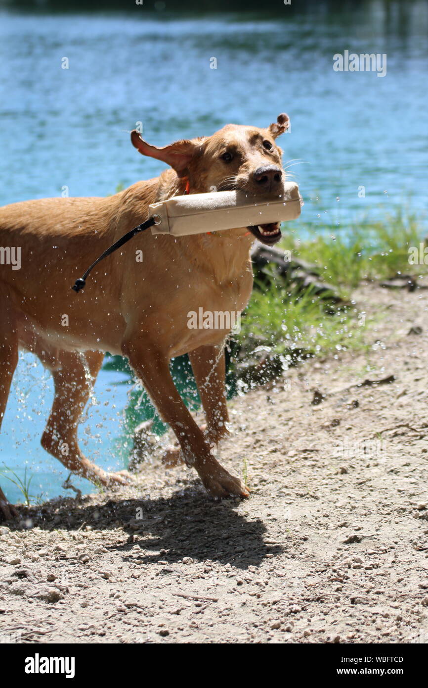 Dog Carrying Toy While Walking At Riverbank Stock Photo Alamy