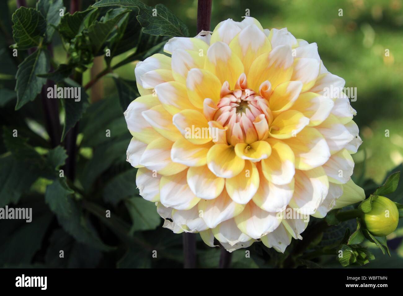Germany Berlin Blume/ Flower/ Dahlie Stock Photo