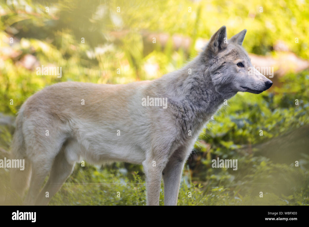 Steppe wolf hi-res stock photography and images - Alamy