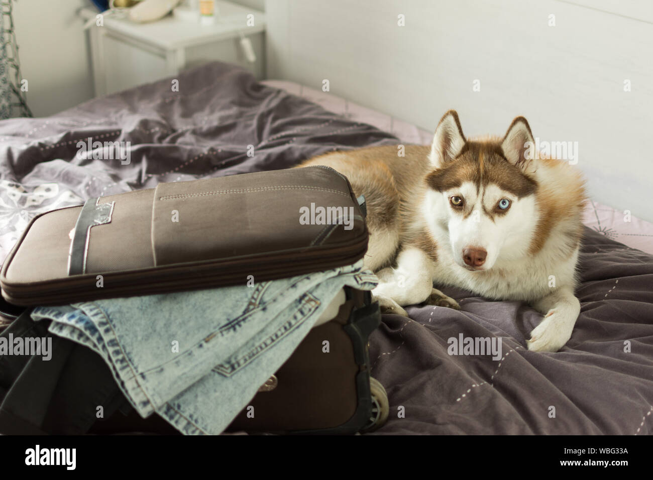Husky dog is sitting on top of the bed with suitcase. Sweet husky dog ready to go on a trip. Petfriendly destinations. Travel with dog concept. Stock Photo