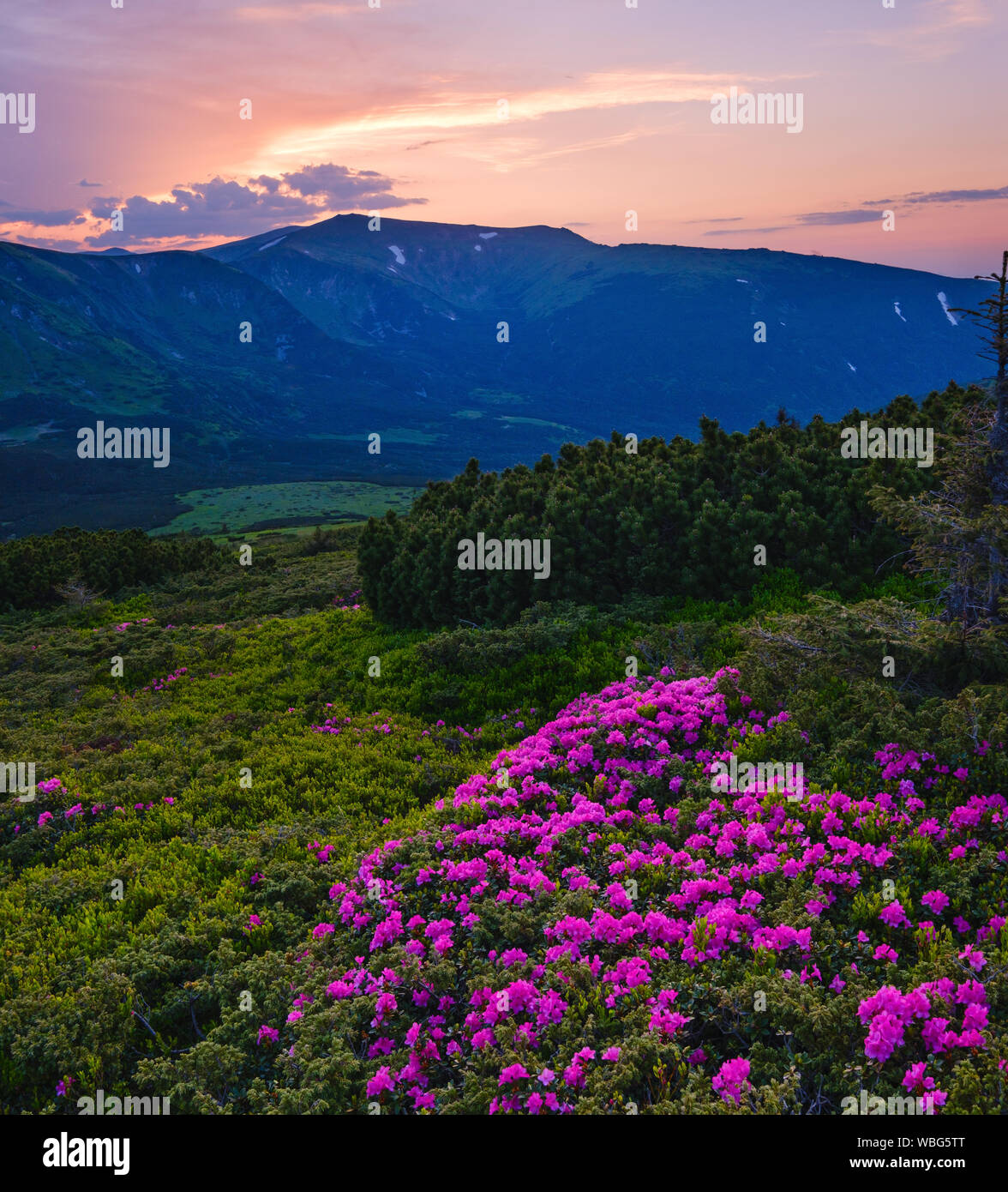 Pink rose rhododendron flowers on summer mountain slope. Sunset. Evening Carpathians view, Chornohora,  Ukraine. Stock Photo