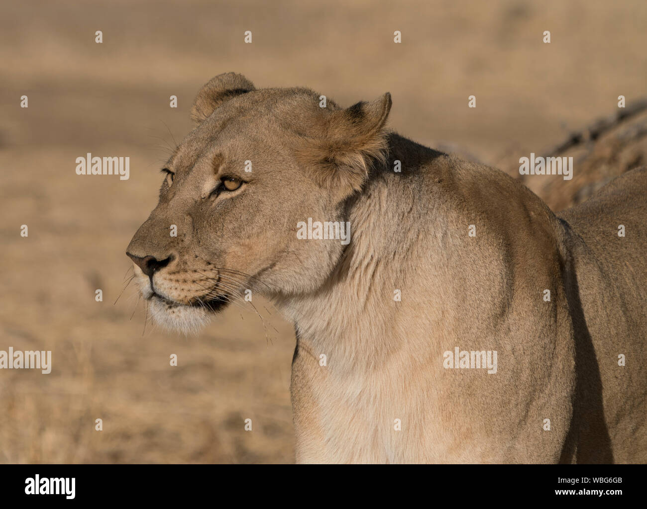 Adult female lions lies down, but constantly scans the horizon for food or threats in Botswana Stock Photo