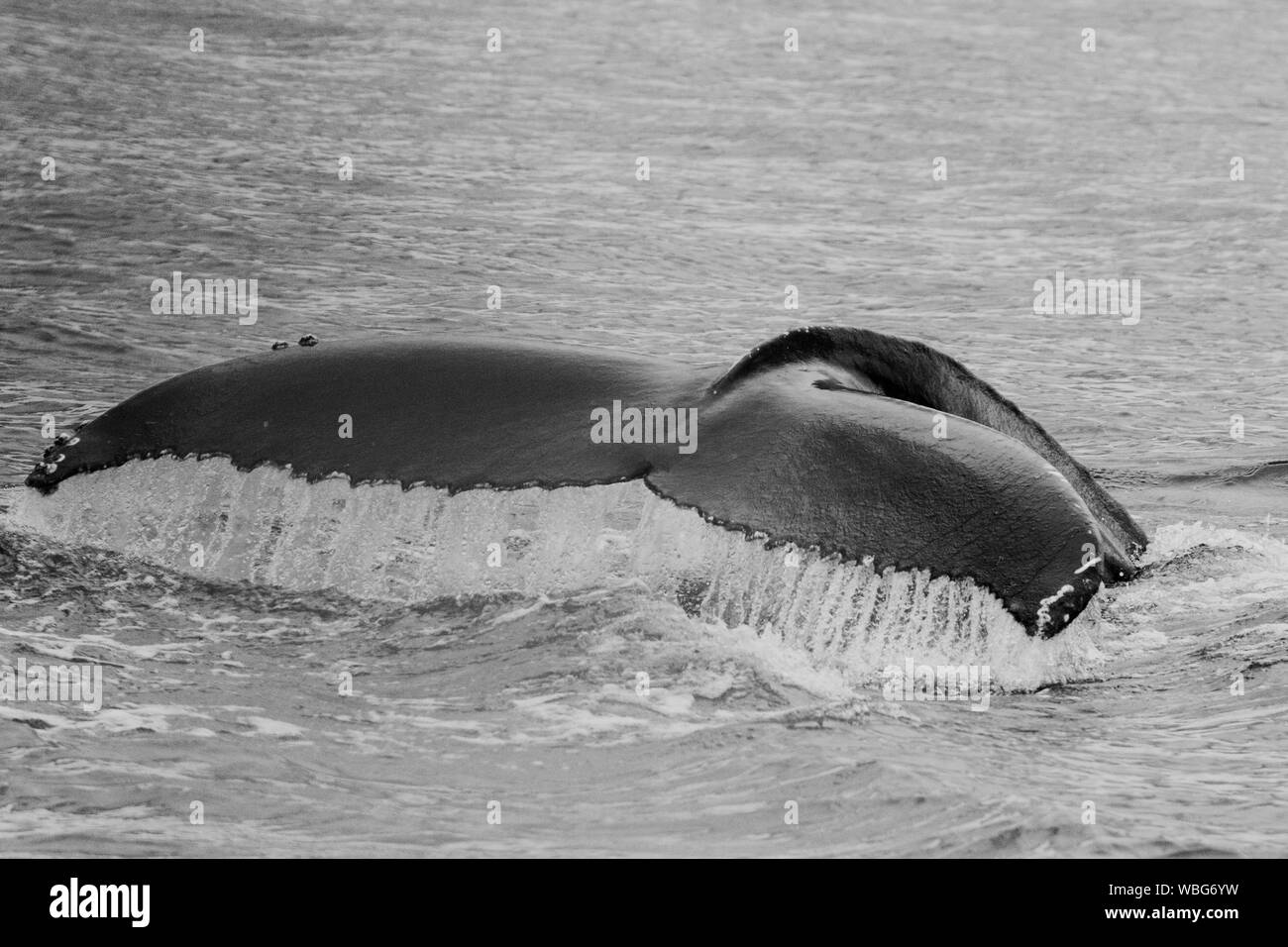 Whale Tail Above Sea Water Stock Photo