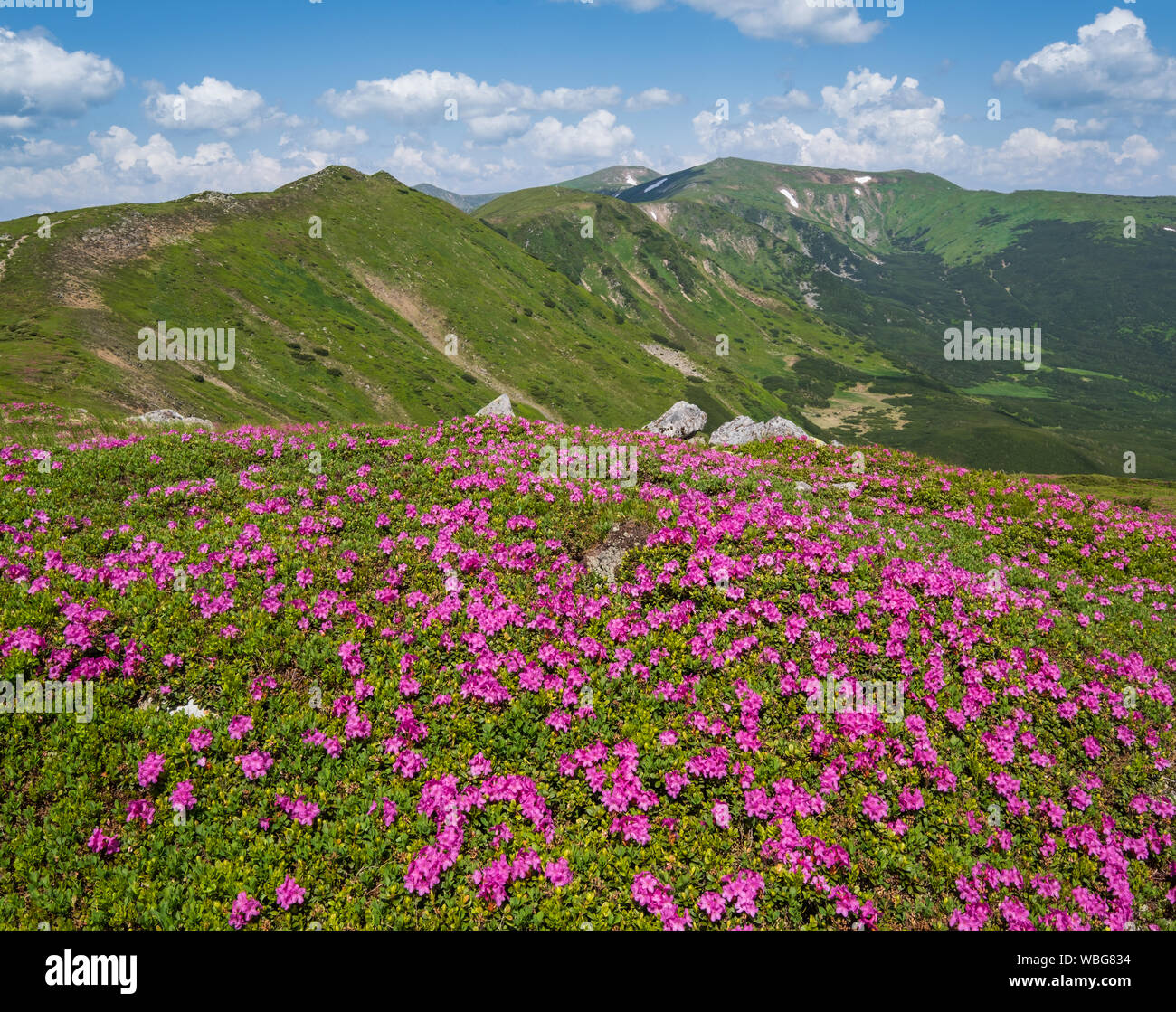 Blossoming slopes (rhododendron flowers ) of Carpathian mountains, Chornohora,  Ukraine. Summer. Stock Photo