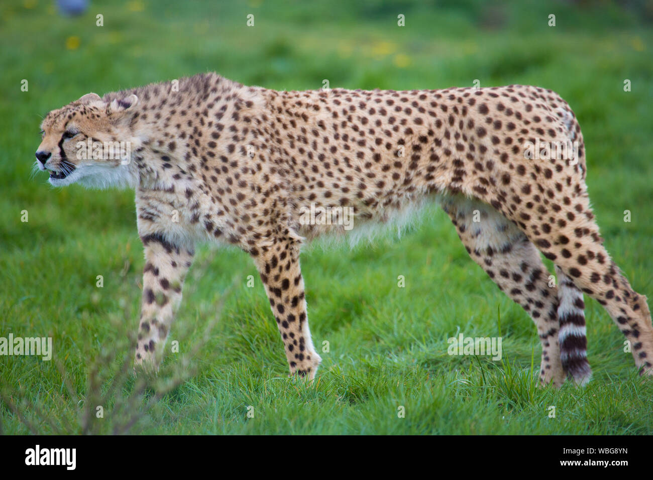 Cheetah in wild hi-res stock photography and images - Alamy
