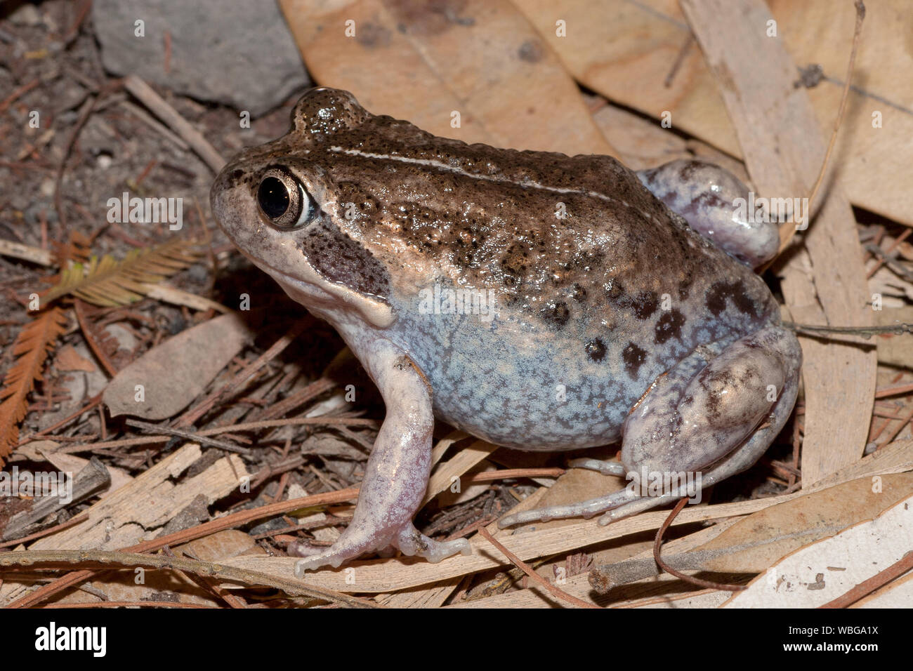 Australian Banjo Frog Stock Photo Alamy